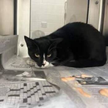 Domestic Short Hair Cats Available for Adoption - Bobert - WORKING CAT PROGRAM | PetCurious