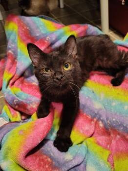 Japanese Bobtail and Domestic Short Hair Cats Available for Adoption in Wheaton, Illinois - Nubsy Nebula | PetCurious