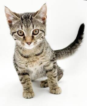 Mink Mink is our cuddly cutie -  Bengal and Tabby Cat for Adoption in Bedford Hills, New York - Mink Mink Is Our Cuddly Cutie | PetCurious