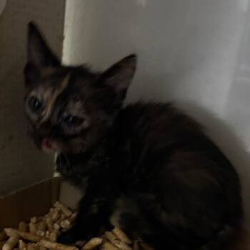 Domestic Short Hair Cats Available for Adoption in Yuma, Arizona - Heida | PetCurious