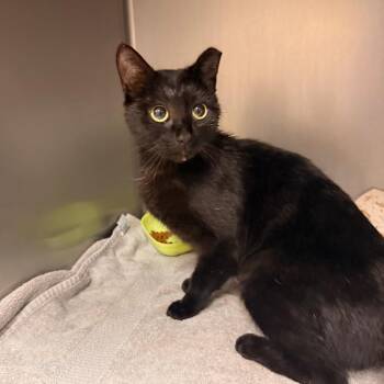 Domestic Short Hair Cats Available for Adoption in Goleta, California - Yinyang | PetCurious