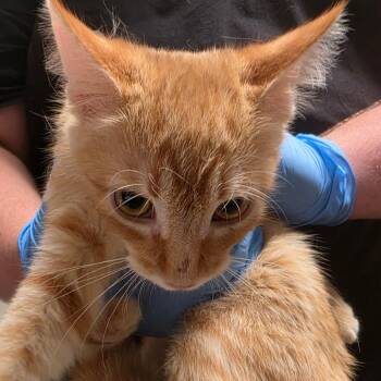 Dorito -  Domestic Short Hair Cat for Adoption in Yuma, Arizona - Dorito | PetCurious