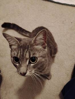 Lilly -  Domestic Short Hair Cat for Adoption in Bayonne, New Jersey - Lilly | PetCurious