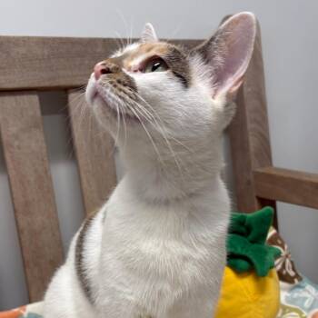 Mai Tai -  Domestic Short Hair Cat for Adoption in East Hampton, New York - Mai Tai | PetCurious