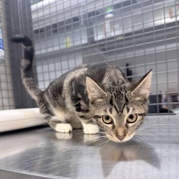 Fleur -  Domestic Short Hair Cat for Adoption in New York, New York - Fleur | PetCurious