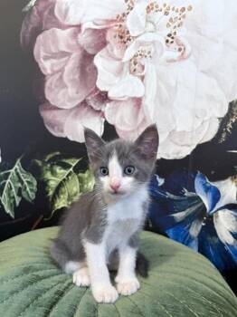Domestic Short Hair Cats Available for Adoption in Riverside, California - PRINGLES | PetCurious