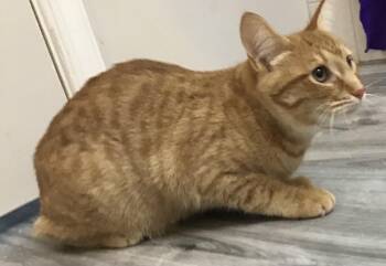 Domestic Short Hair Cats Available for Adoption in Lemoyne, Pennsylvania - Mert | PetCurious