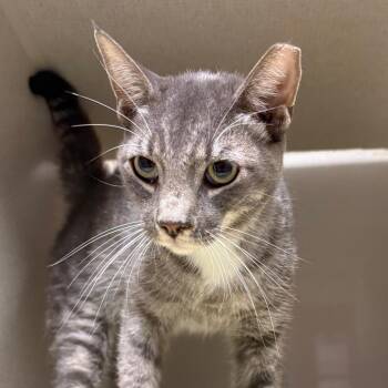 Apogee -  Domestic Short Hair Cat for Adoption in Yuma, Arizona - Apogee | PetCurious