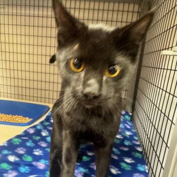 Dawg -  Domestic Short Hair Cat for Adoption in Columbiana, Alabama - Dawg | PetCurious