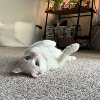 Domestic Short Hair Cats Available for Adoption - Yuki | PetCurious
