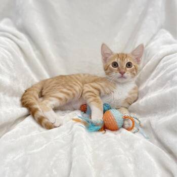 Bodhi -  Domestic Short Hair Cat Available for Adoption in Miami, Florida - Bodhi | PetCurious