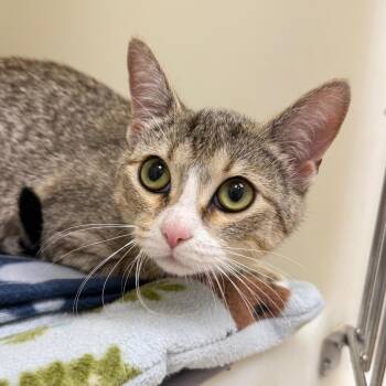Labubu -  Domestic Short Hair Cat for Adoption in Cumming, Georgia - Labubu | PetCurious
