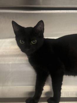 Gomez -  Domestic Short Hair Cat for Adoption in Hilton Head Island, South Carolina - Gomez | PetCurious