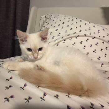 Lester Red -  Domestic Long Hair and Siamese Cat for Adoption in Hoyleton, Illinois - Lester Red | PetCurious