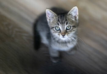 Rescue Domestic Short Hair Cats for Adoption in Chapel Hill, North Carolina - Coconut Cake | PetCurious