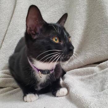 Spell -  Domestic Short Hair Cat for Adoption in Brea, California - Spell | PetCurious