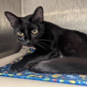 Licorice -  Domestic Short Hair Cat for Adoption in Springfield, Illinois - Licorice | PetCurious