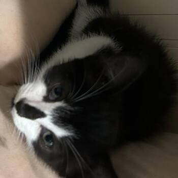 Dizzy -  Domestic Short Hair Cat for Adoption in Baytown, Texas - Dizzy | PetCurious
