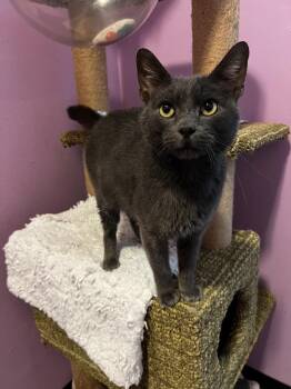 Pellet -  Domestic Short Hair Cat for Adoption in Nacogdoches, Texas - Pellet | PetCurious