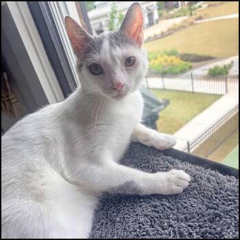 Domestic Short Hair Cats Available for Adoption in Roswell, Georgia - Wiggles | PetCurious