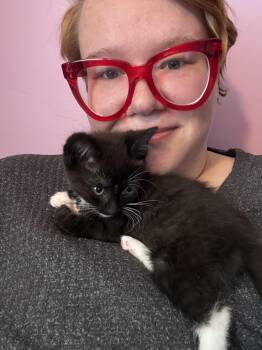 Daisy (The Cow Herd Litter) -  Domestic Short Hair Cat for Adoption in Baltimore, Maryland - Daisy (The Cow Herd Litter) | PetCurious