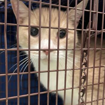 Pineapple -  Domestic Short Hair Cat for Adoption in Philadelphia, Pennsylvania - Pineapple | PetCurious