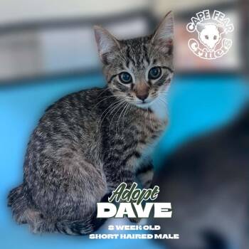 Dave -  Domestic Short Hair Cat for Adoption in Wilmington, North Carolina - Dave | PetCurious