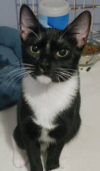 Rescue Domestic Short Hair Cats for Adoption in Pompano Beach, Florida - Mischief | PetCurious