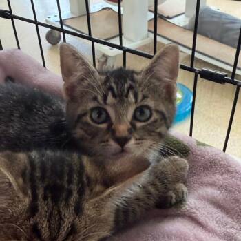 Kot -  Domestic Short Hair Cat for Adoption in Riverwoods, Illinois - Kot | PetCurious