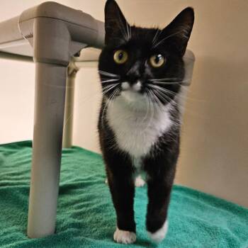Domestic Short Hair Cats Available for Adoption in Harrisonburg, Virginia - Baby | PetCurious