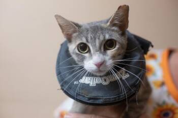 Echo -  Domestic Short Hair and Calico Cat for Adoption in Mountain Home, Arkansas - Echo | PetCurious