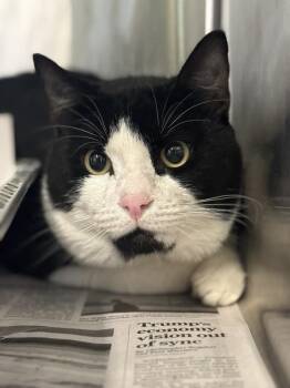 Domestic Short Hair Cats Available for Adoption in Houston, Texas - DRUM | PetCurious