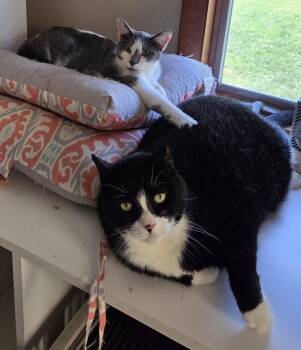 Semi Hemi -  Domestic Short Hair Cat for Adoption in Mansfield, Connecticut - Semi Hemi | PetCurious