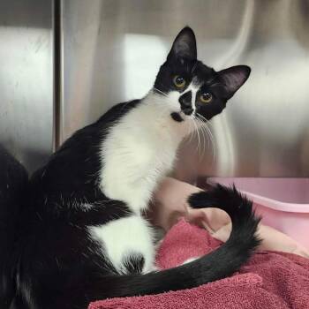 Domestic Short Hair Cats Available for Adoption in Abbotsford, British Columbia - Michelle | PetCurious