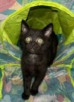 Buzz -  Domestic Short Hair Cat for Adoption in Fremont, Ohio - Buzz | PetCurious