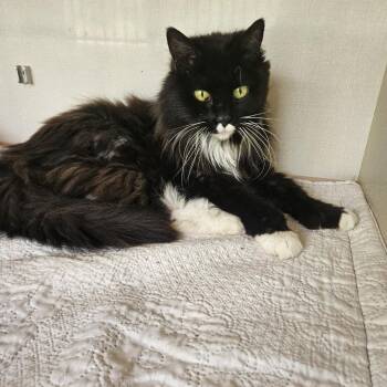 Kitty -  Domestic Medium Hair Cat for Adoption in Conway, New Hampshire - Kitty | PetCurious