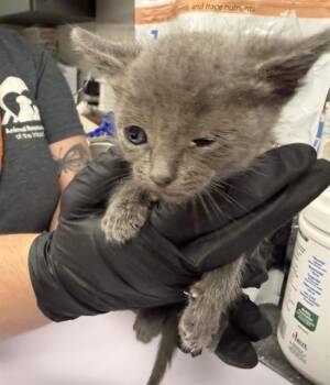 Domestic Short Hair Cats Available for Adoption in Ontario, California - PICKLES - GREEN COLLAR | PetCurious