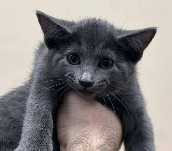 Rescue Domestic Short Hair Cats for Adoption in Rockwall, Texas - Cupcake | PetCurious