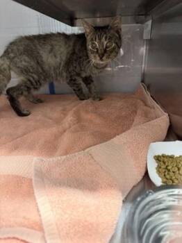 Domestic Short Hair Cats Available for Adoption - Liza | PetCurious