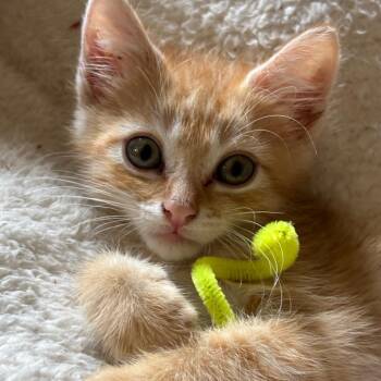 Spencer -  Domestic Short Hair Cat for Adoption in Tustin, California - Spencer | PetCurious