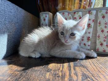 Clyde -  Domestic Short Hair Cat for Adoption in Long Beach, California - Clyde | PetCurious