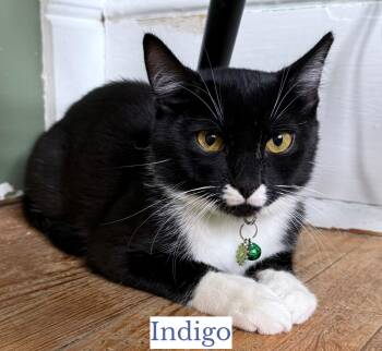 Domestic Short Hair Cats Available for Adoption in Berkeley Springs, West Virginia - Indigo | PetCurious