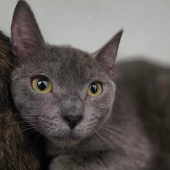 Oyster -  Russian Blue Cat Available for Adoption in Brea, California - Oyster | PetCurious