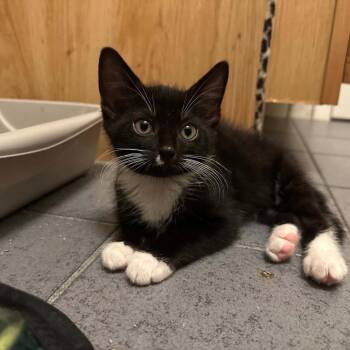 Xico -  Domestic Short Hair Cat for Adoption in Candler, North Carolina - Xico | PetCurious