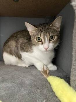Spicy Tomato -  Domestic Short Hair Cat for Adoption in Westland, Michigan - Spicy Tomato | PetCurious