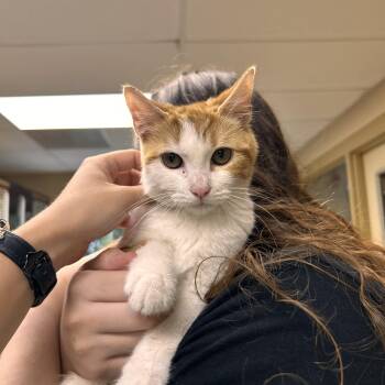 Adele -  Domestic Short Hair Cat for Adoption in Myerstown, Pennsylvania - Adele | PetCurious