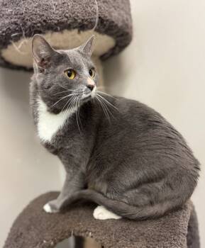 Rescue Domestic Short Hair Cats for Adoption in Albany, Georgia - Phoenix | PetCurious
