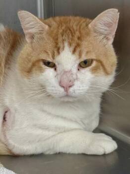 Creamsicle -  Domestic Short Hair Cat for Adoption in West Chester, Pennsylvania - Creamsicle | PetCurious