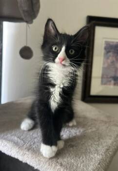 ALVIN -  Domestic Medium Hair Cat for Adoption in Tustin, California - ALVIN | PetCurious