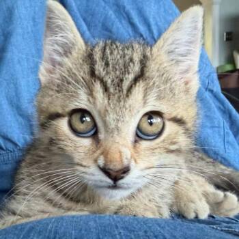 Squirrel -  Domestic Short Hair Cat for Adoption in Fairfax, Virginia - Squirrel | PetCurious